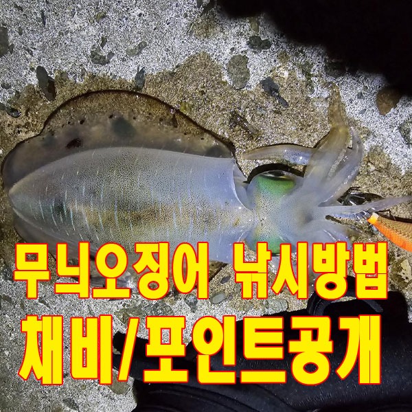 무늬오징어.jpg