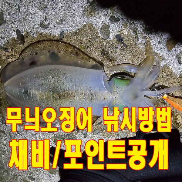 무늬오징어 낚시 나만의 포인트 채비방법 공개!